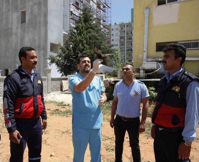 Balkonda Asılı Kalan Ebabil Kuşunu İtfaiye Ekipleri Kurtardı 1