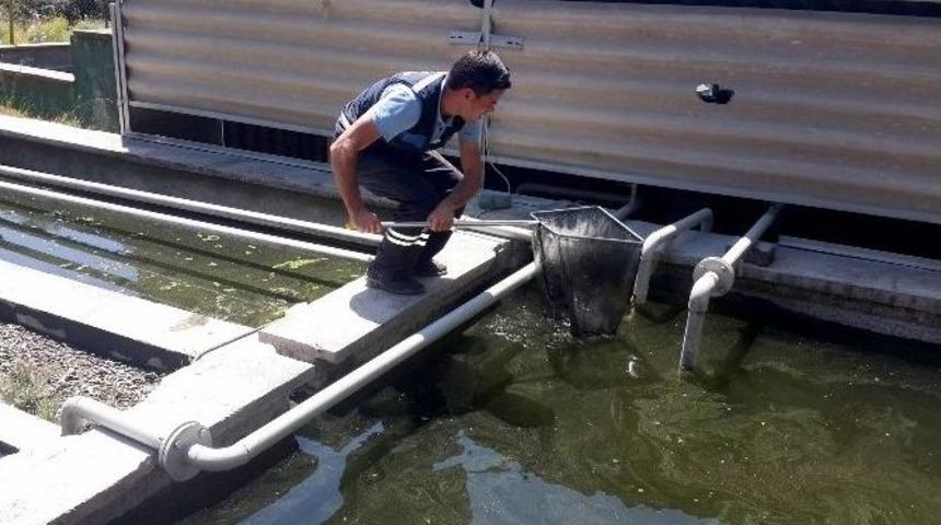 B&uuml;y&uuml;kşehir Haşereyle Biyolojik M&uuml;cadele Başlattı