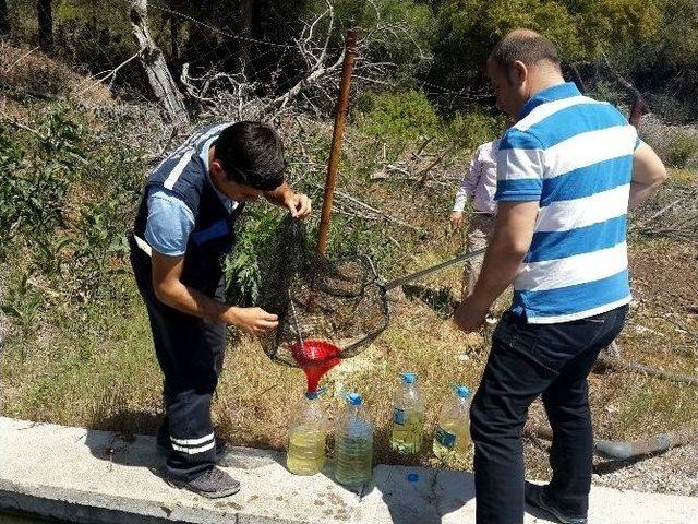 Büyükşehir Haşereyle Biyolojik Mücadele Başlattı