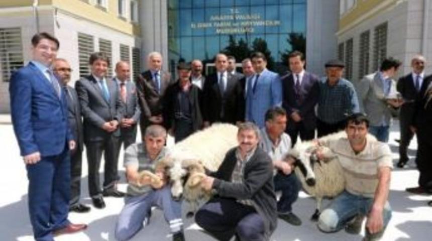 Amasya&rsquo;da 60 Ko&ccedil; Dağıtıldı