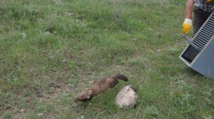 Evin Bah&ccedil;esinde Yakalanan Sansar, Doğaya Bırakıldı