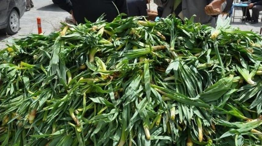 Şifalı Otlar İşsizlerin Ge&ccedil;im Kaynağı Oldu