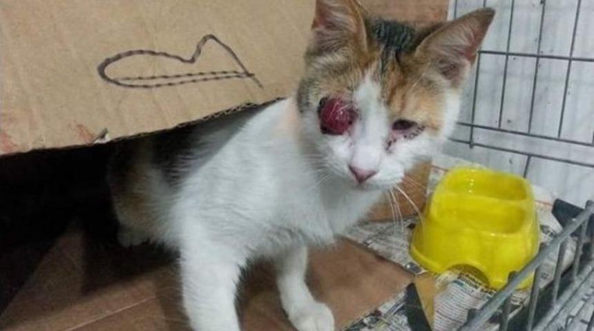 Ş&uuml;pheli Paketten Kedi &Ccedil;ıktı