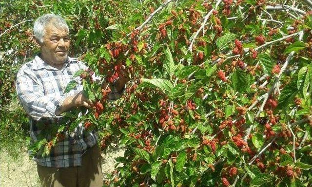 Fransız Terzi, Memleketindeki Çiftçilere Örnek Oldu