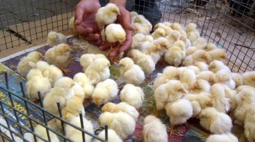 Aydınlı Miniklerden Civcivlere Yoğun İlgi