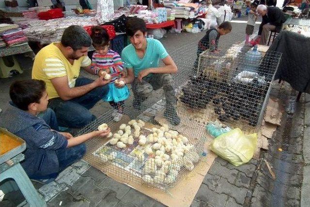 Aydınlı Miniklerden Civcivlere Yoğun İlgi 1