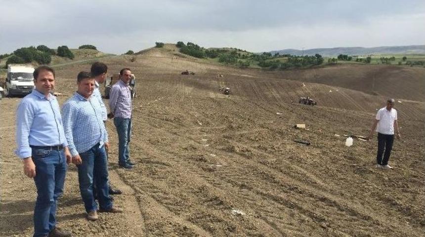 T&uuml;rkiyenin En B&uuml;y&uuml;k Arbequina Bodur Zeytin Bah&ccedil;esinin Tesisi Kuruluyor