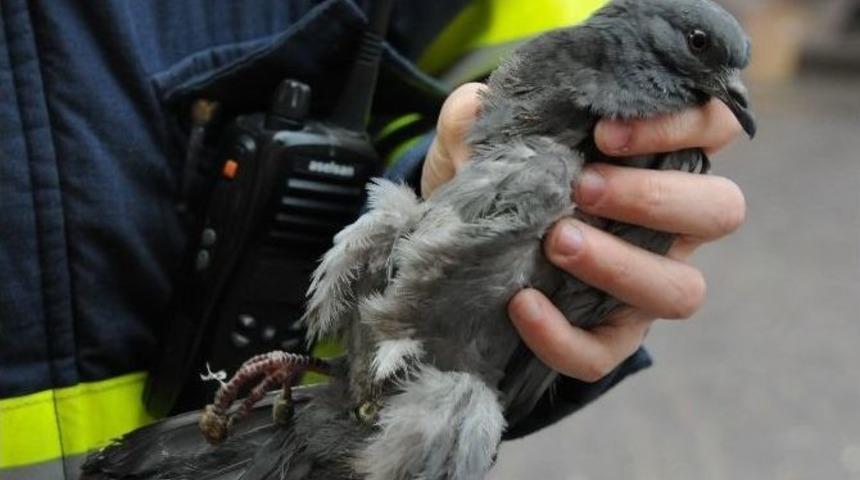 Balkonda Mahsur Kalan G&uuml;vercini İtfaiye Kurtardı