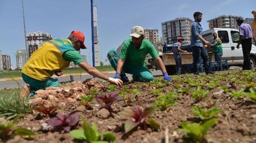 Mevsimlik &Ccedil;i&ccedil;ek Dikimi Başladı
