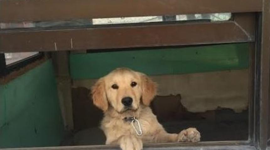 Kayıp K&ouml;peğini Bulana Bin Tl &Ouml;d&uuml;l Verecek