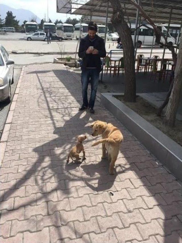 Kayıp Köpeğini Bulana Bin Tl Ödül Verecek