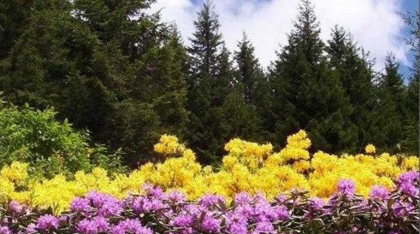 &ldquo;doğu Karadeniz Biyoka&ccedil;ak&ccedil;ılık Tehdidi Altında&rdquo;