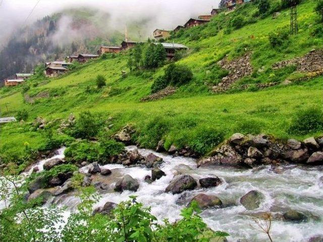 “doğu Karadeniz Biyokaçakçılık Tehdidi Altında”