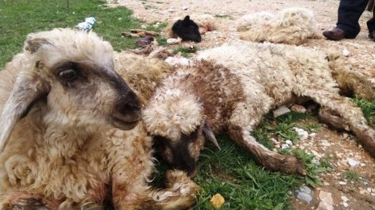 Van&rsquo;da Ş&uuml;pheli Kuzu &Ouml;l&uuml;mleri