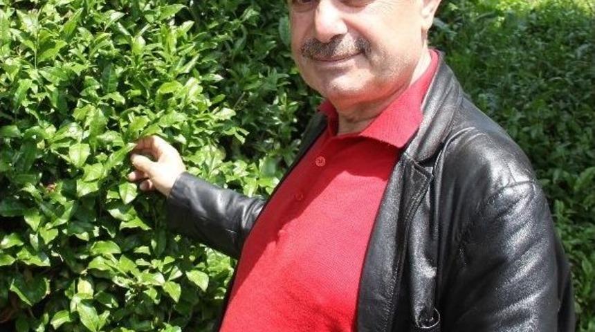 Yaş &Ccedil;ay Hasadı Başladı