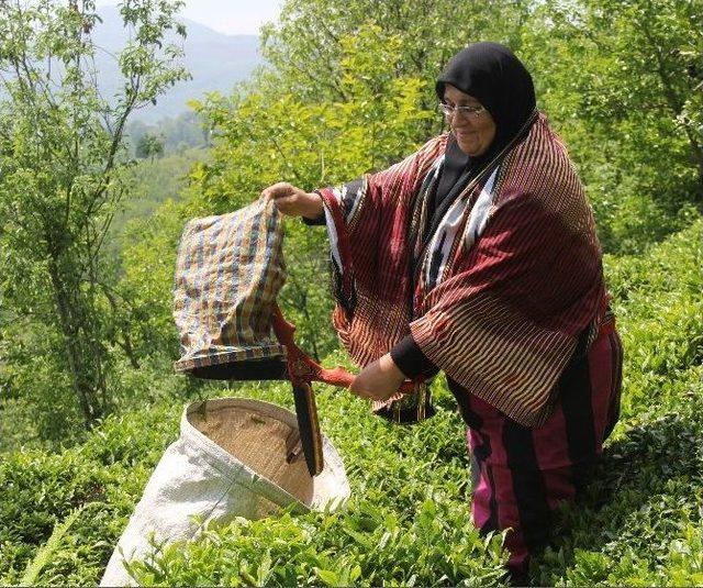 Yaş Çay Hasadı Başladı