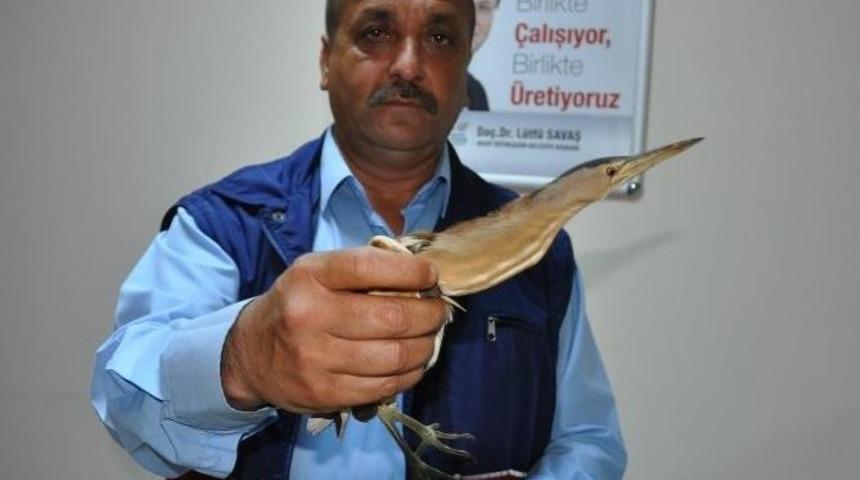 Yaralı Hint G&ouml;let Balık&ccedil;ıl Kuşu Bulundu