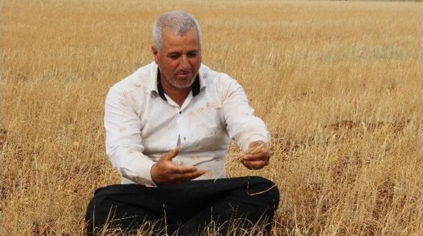 G&uuml;neydoğu&rsquo;da Kuraklık Hububat &Uuml;reticilerini Vurdu