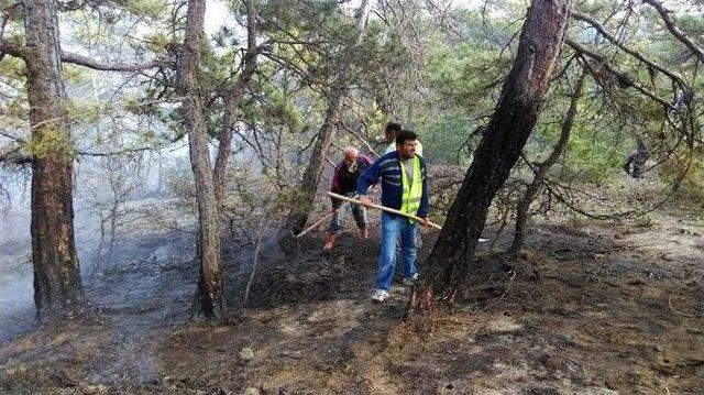 Çorum’da Orman Yangını