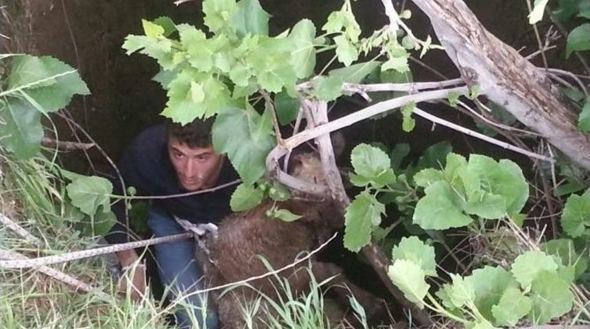 Kuyuya D&uuml;şen Kuzuya Kurtarma Operasyonu