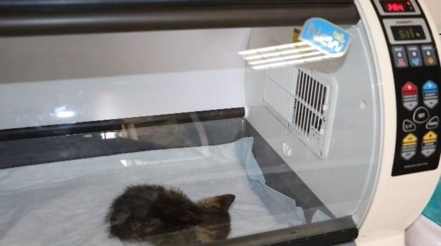 Sokak Hayvanları İ&ccedil;in Yoğun Bakım &Uuml;nitesi