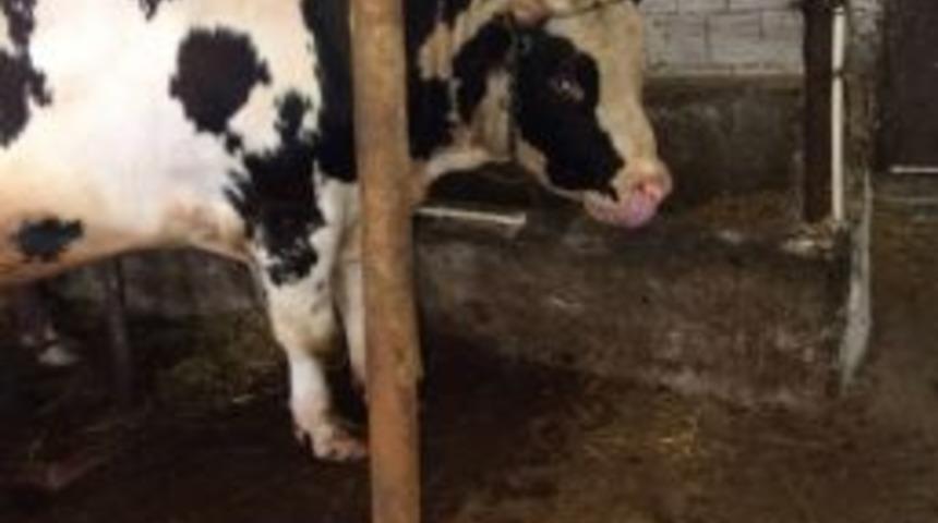 Dana, Sahibini Yaraladı