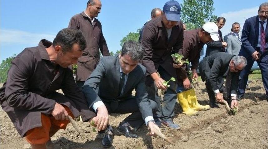 Bafra A&ccedil;ık Ceza Ve İnfaz Kurumu Sebze &Uuml;retecek