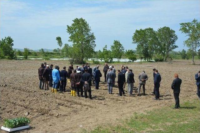 Bafra Açık Ceza Ve İnfaz Kurumu Sebze Üretecek 2