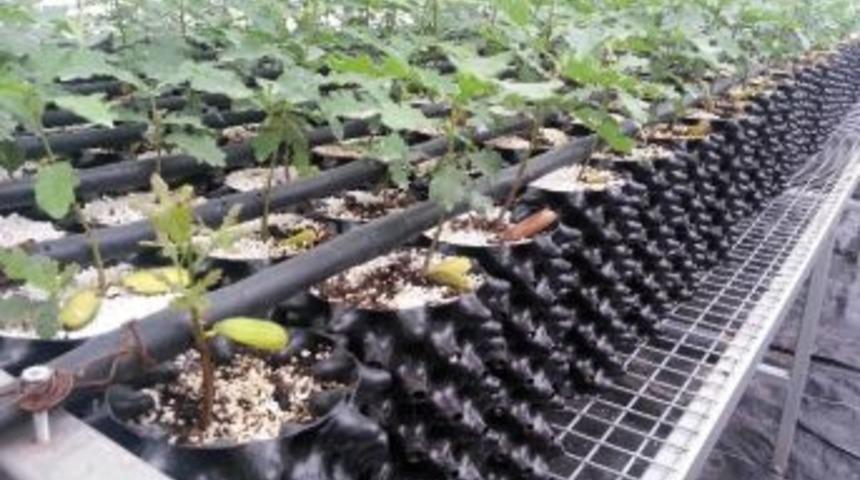 Bakanlık Tr&uuml;f Aşılı Fidanları &Uuml;retmeye Başladı