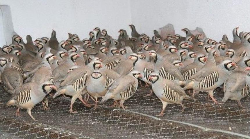 Yozgat Keklik &Uuml;retim İstasyonu 12 Bin Kınalı Keklik &Uuml;retecek