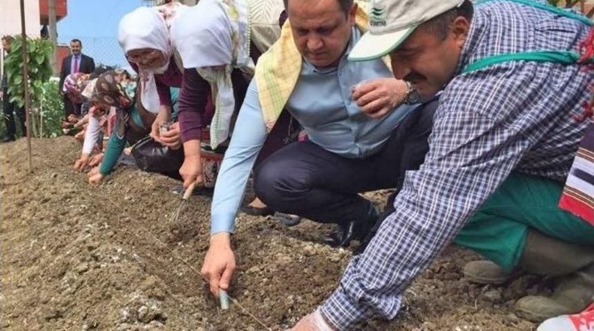 Giresun Belediyesi&rsquo;nden &lsquo;&uuml;reten Giresun, &Uuml;reten T&uuml;rkiye&rsquo; Kampanyası