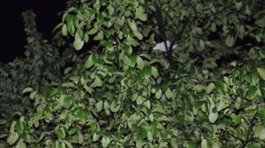 Ağa&ccedil;ta Mahsur Kalan Kediler İtfaiyeyi Alarma Ge&ccedil;irdi