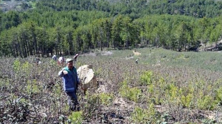 Bakan Veysel Eroğlu: Fidanların Boyu 150 Santimetreye Ulaştı