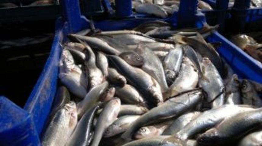 Ahlat&rsquo;ta Ka&ccedil;ak Avlanmış Balık Ele Ge&ccedil;irildi