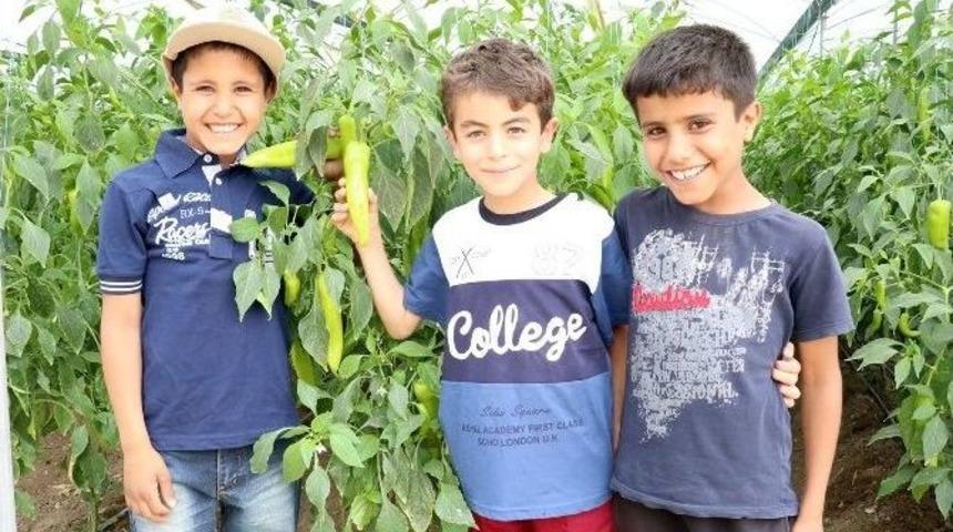 Biberde Verim Y&uuml;zde 50 Arttı