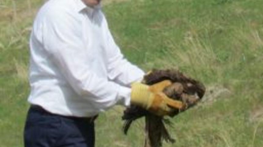 Tedavisi Tamamlanan &lsquo;kara &Ccedil;aylak&rsquo; Doğaya Bırakıldı