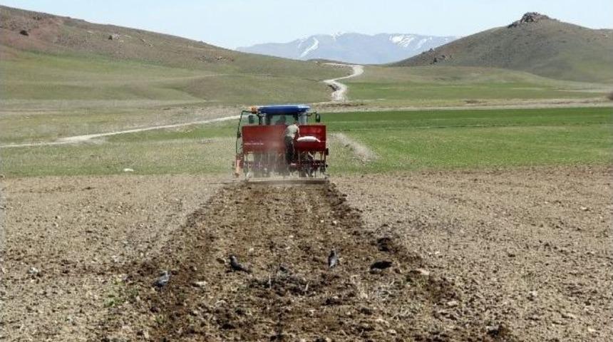 Van&rsquo;da Nohut Ekimi