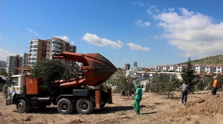 &Ccedil;ankaya Ağacına Sahip &Ccedil;ıkıyor