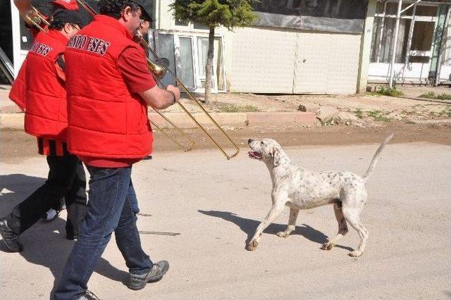 Bandoya Eşlik Eden Köpek