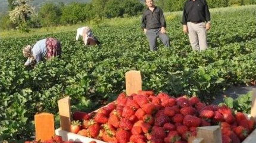 İneg&ouml;l &Ccedil;ift&ccedil;isinin Y&uuml;z&uuml; &Ccedil;ilek İle G&uuml;lecek