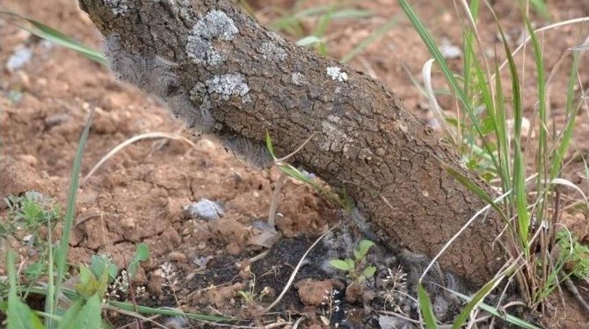 &Ccedil;ift&ccedil;ilerin Başı &rsquo;tırtır&rsquo; Dertte