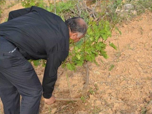 Çiftçilerin Başı ’tırtır’ Dertte