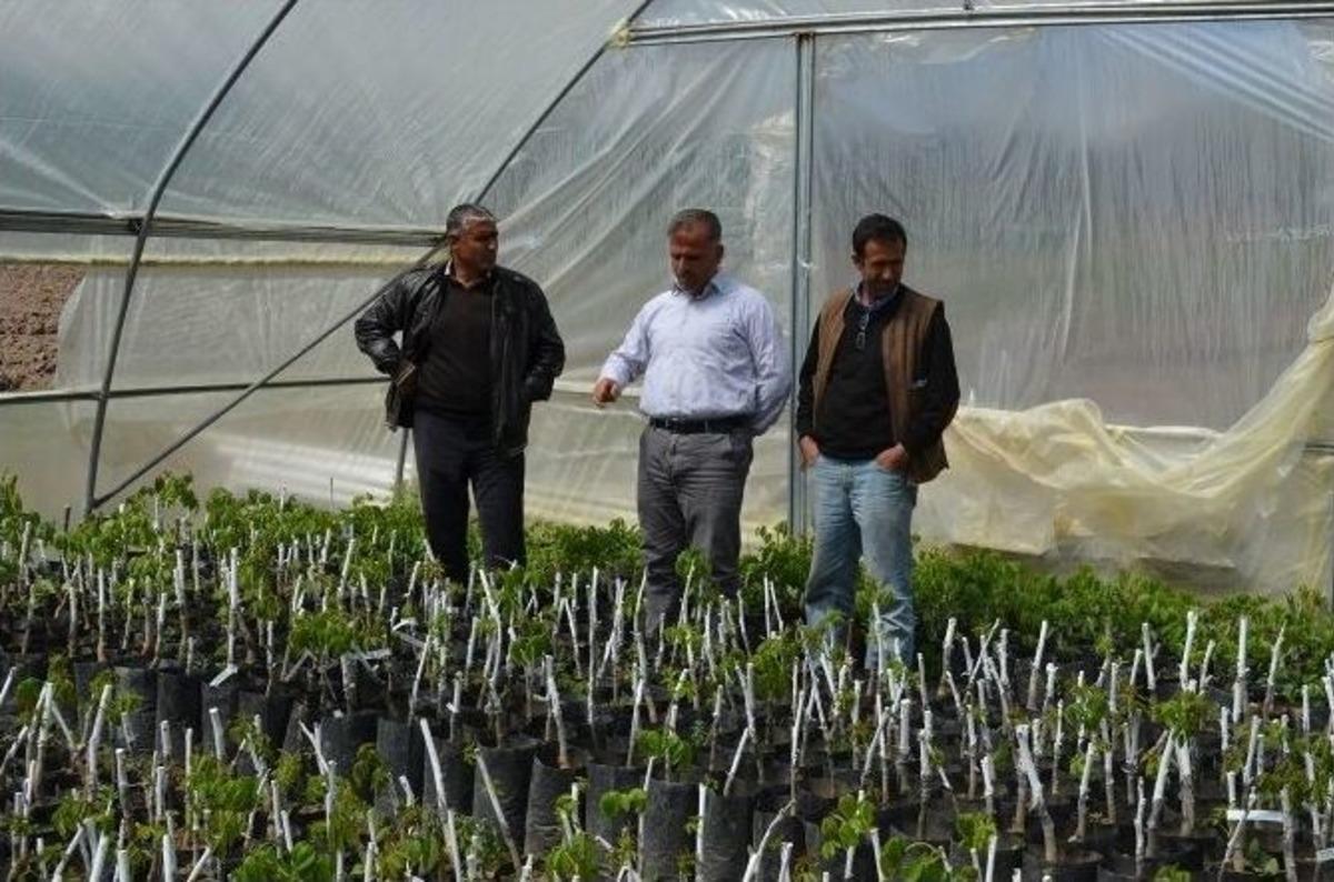 Adilcevaz Cevizi İ&ccedil;in &rsquo;gen Bah&ccedil;esi&rsquo; Kuracak