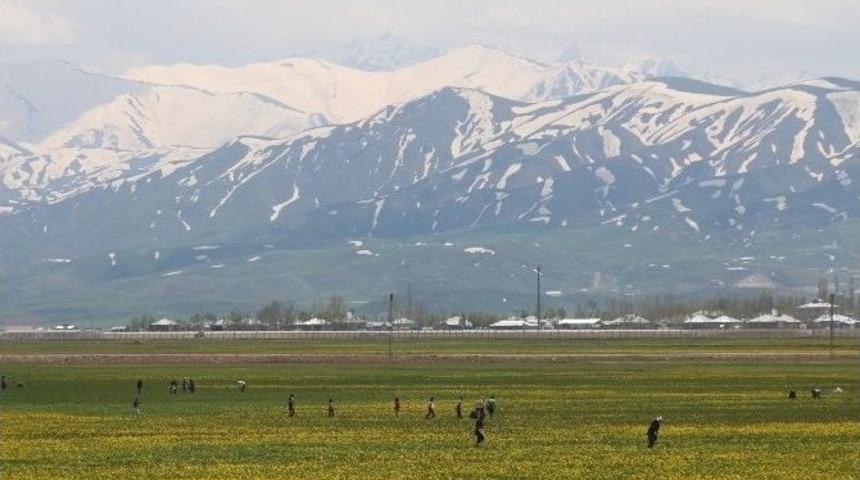 Y&uuml;ksekova&rsquo;da Pancar Mesaisi Başladı