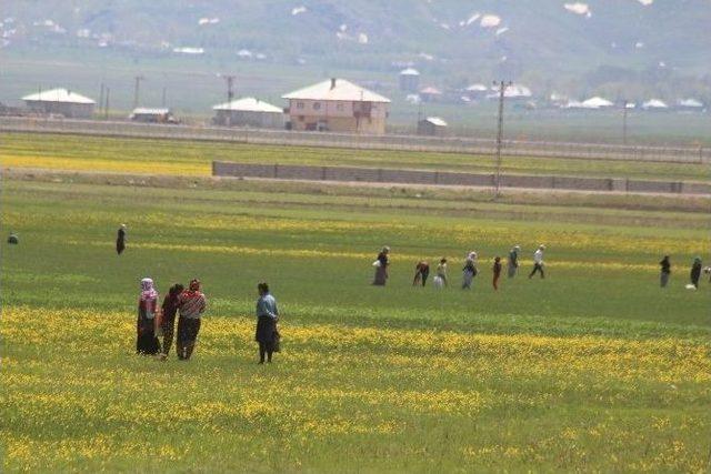 Yüksekova’da Pancar Mesaisi Başladı