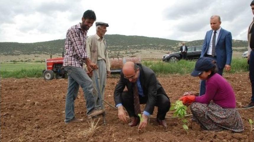 Vali, K&ouml;yl&uuml;lerle T&uuml;t&uuml;n Dikti