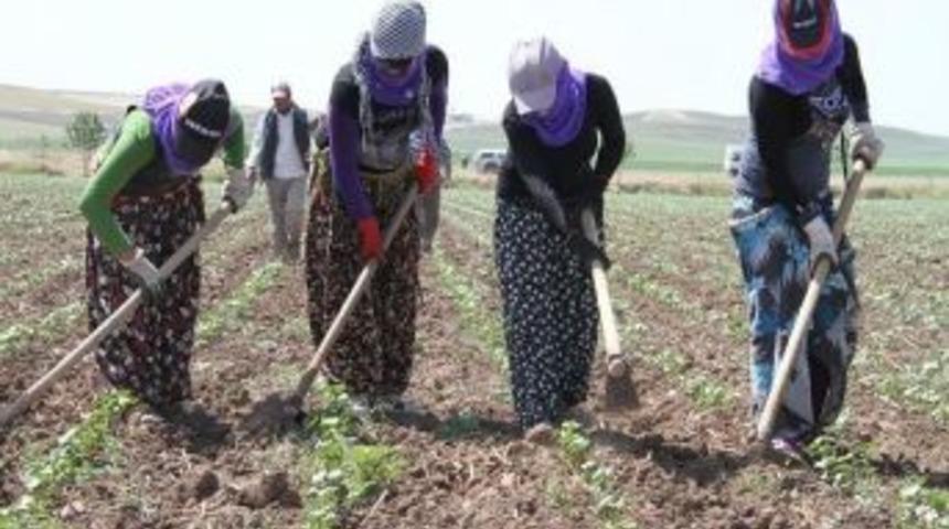 S&ouml;ke Ovası&rsquo;nda 2016 Yılı &Ccedil;apa Ve Bi&ccedil;me &Uuml;cretleri Belirlendi