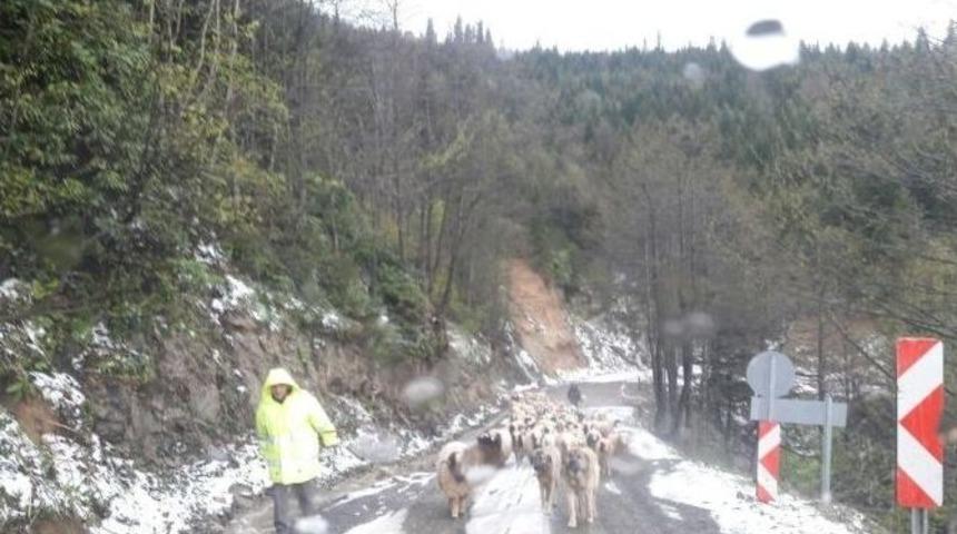 Ordu&rsquo;nun Yaylaları Mayıs&rsquo;ta Beyaza B&uuml;r&uuml;nd&uuml;
