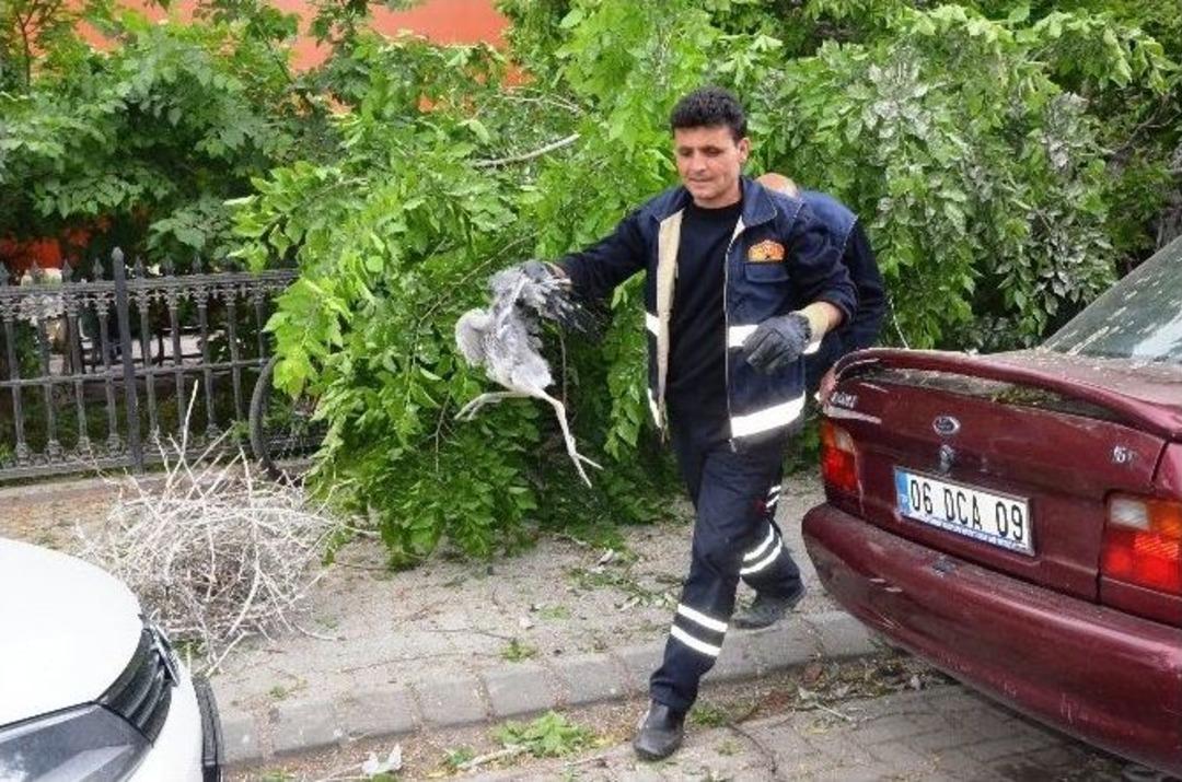 Y&uuml;z Yıllık Ağacı Fırtına Devirdi