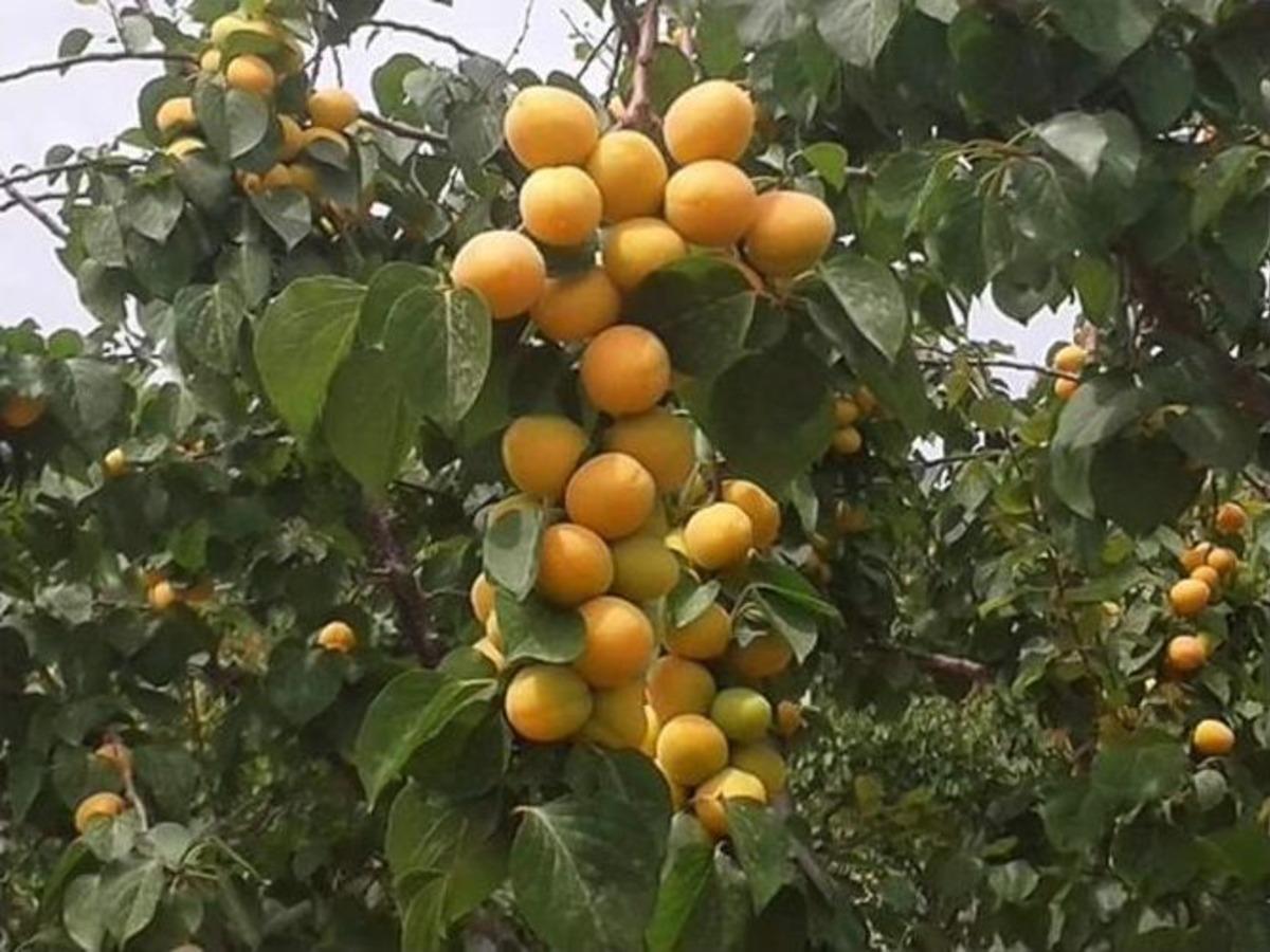 (&ouml;zel Haber) Kayısı İhracatı Başladı